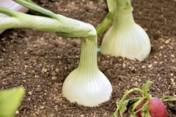 Кракен ссылка стор